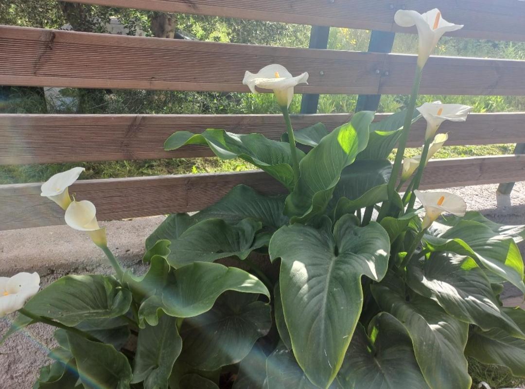 Tsirigotis House Apartament Corfu (city)